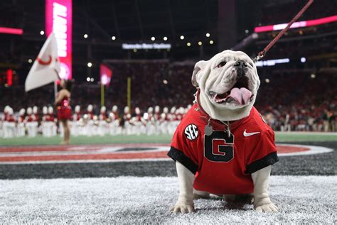 bet bulldog|georgia bulldogs football point spread.